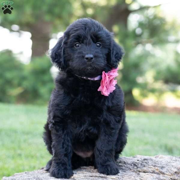 Beauty, Mini Goldendoodle Puppy
